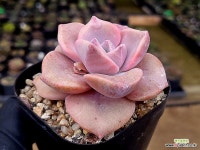 짚시 5-160 - 엑스플랜트