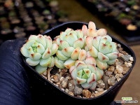 페레즈 5-217 - 엑스플랜트