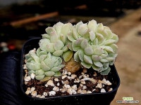 산체스마요라데철화 7-42 - 엑스플랜트