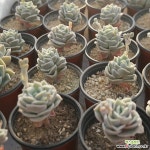 러블리로즈 목대 [랜덤발송] 0407100 : 다육식물 - 엑스플랜트