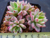 그린에메랄드금2797 - 엑스플랜트