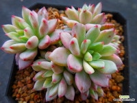 그린에메랄드금2797 - 엑스플랜트