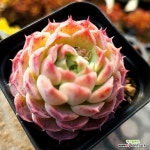 홍일 5-9255 - 엑스플랜트