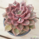 미나 목대 040790 - 엑스플랜트