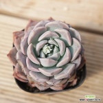 어메이지그레이스 040793 - 엑스플랜트
