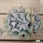 핑크라우톱 040799 - 엑스플랜트