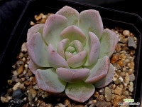 달비 9-41 - 엑스플랜트