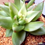 마리아금041113 - 엑스플랜트