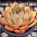주식회사 파드마 | 파드마 - 엑스플랜트