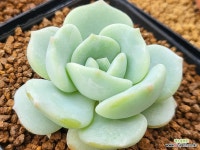 설원 204-5257죽음 : 다육식물 - 엑스플랜트
