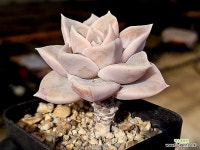 헤리왓슨 13-102 - 엑스플랜트