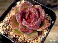 블랙밍크 13-254 : 다육식물 - 엑스플랜트