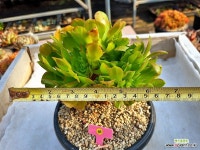 미인경 철화 - PY88 - 엑스플랜트