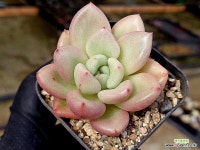 로즈베이 15-19 - 엑스플랜트