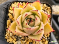 0413-W.82 특가)제이드스타 - 엑스플랜트