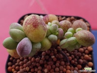 호피복랑금 - 엑스플랜트