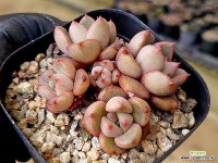 이름모름 16-30 - 엑스플랜트