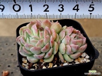 산체스마요라데 16-127 - 엑스플랜트