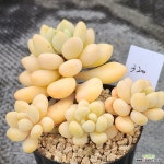 알사탕묵은둥이320 : 다육식물 - 엑스플랜트