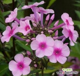 후룩스 (미스페퍼) 1Set 3포트 : 야생화 - 엑스플랜트