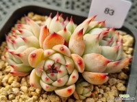 카시오스 0415 - 엑스플랜트