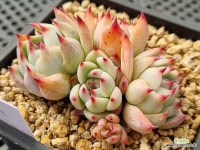 카시오스 0415 - 엑스플랜트