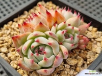 카시오스 0415 - 엑스플랜트