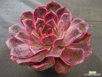 핑크바니3480 - 엑스플랜트