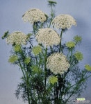 아미카사블랑카 모종 : 야생화 - 엑스플랜트