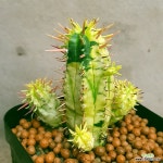 홍기린금선인장 특가로드려요 안전분째배송 0450 산아래다육이 산아래... 안전분째배송  0450 산아래다육이 산아래다육이 : 다육금 - 엑스플랜트