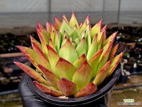 립스틱 19-24 - 엑스플랜트