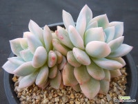 먼로금3682 - 엑스플랜트