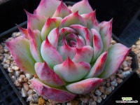 카시오적금0417-1313 - 엑스플랜트