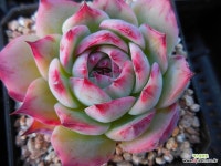 카시오적금0417-1313 - 엑스플랜트