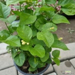 말리화/함박자스민/아라비안자스민 (중품/15cm화분) : 공기정화식물 - 엑스플랜트