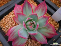 카시오적금041840 - 엑스플랜트