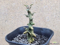 아프리카식물/세로페기아 기키이-4143 아프리카농장 : 아프리카식물(코덱스) - 엑스플랜트