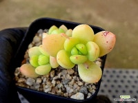 춘맹(소) 25-18 - 엑스플랜트