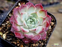 한아름 26-44 : 다육식물 - 엑스플랜트