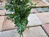 에버잼 : 관엽식물 - 엑스플랜트