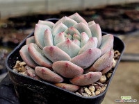 아리엘(중) 26-111 - 엑스플랜트