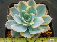 섭세실리금3983 - 엑스플랜트