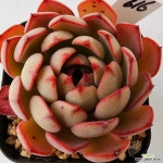 제타 - 엑스플랜트