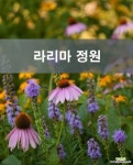 나무수국 윔스 레드(Wims Red) 15센치포트 : 야생화 - 엑스플랜트