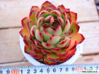 레드이글05-869 - 엑스플랜트