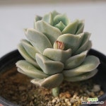 러블리로즈 목대 042124 - 엑스플랜트