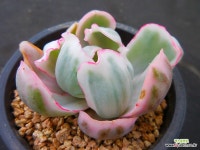 버클리금4164 - 엑스플랜트