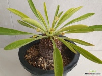 철갑환7196 : 아프리카식물 - 엑스플랜트