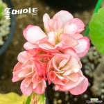 제라늄. 솔메이트 : 관엽식물 - 엑스플랜트