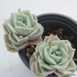 러블리로즈 자연 042283 - 엑스플랜트